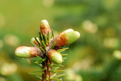 Abies numidica - jedle numidská - pupen